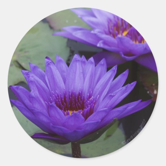 Deep Blue Water Lily Sticker (Voorkant)