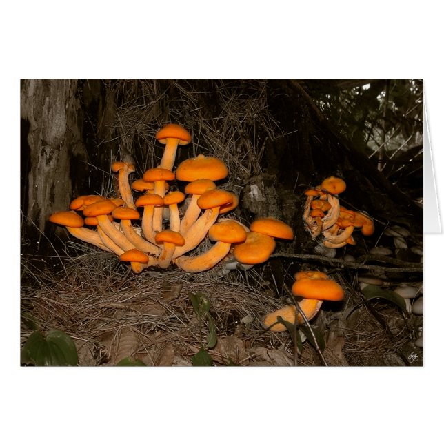 Deep Bossen Trove (Voorkant Horizontaal)