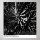 Deep Canyon Desert Research Station van Ansel Adam Poster (Voorkant)