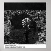 Deep Canyon Desert Research Station van Ansel Adam Poster (Voorkant)