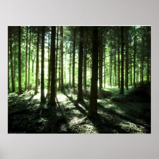 Deep forest poster (Voorkant)