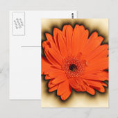 Deep Gerbera Briefkaart (Voorkant / Achterkant)