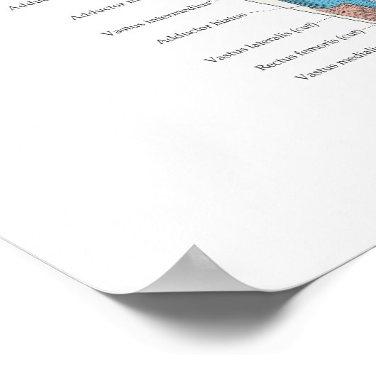 Deep Muscle Anatomy Chart Poster (Hoek)