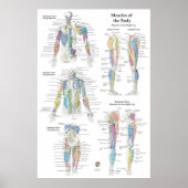 Deep Muscle Anatomy Chart Poster (Voorkant)