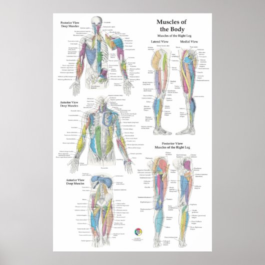 Deep Muscle Anatomy Chart Poster (Voorkant)