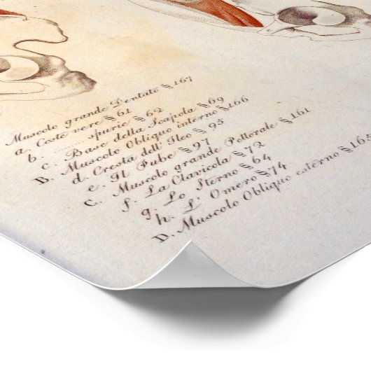 Deep Muscles Chest Abdomen Anatomie Afdrukken Fran Poster (Hoek)