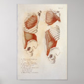 Deep Muscles Chest Abdomen Anatomie Afdrukken Fran Poster (Voorkant)