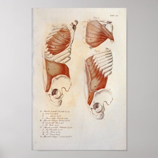 Deep Muscles Chest Abdomen Anatomie Afdrukken Fran Poster (Voorkant)