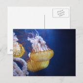 Deep Ocean Jelly Fish Briefkaart (Voorkant / Achterkant)
