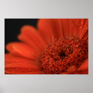 Deep Oranje Gerbera Poster