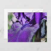 Deep Paars Bearded Iris Flower Petal Briefkaart (Voorkant / Achterkant)