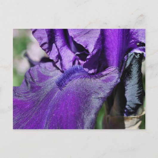 Deep Paars Bearded Iris Flower Petal Briefkaart (Voorkant)