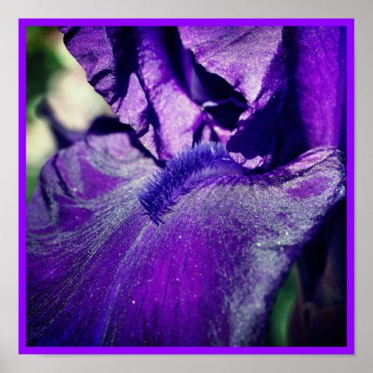 Deep Paars Bearded Iris Flower Petal Poster (Voorkant)