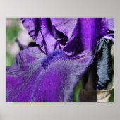 Deep Paars Bearded Iris Flower Petal Poster (Voorkant)