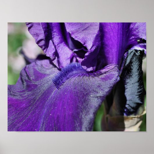 Deep Paars Bearded Iris Flower Petal Poster (Voorkant)