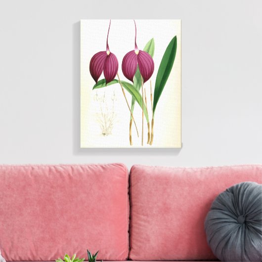 Deep Paars Orchid Masdevallia Harryana Canvas Afdruk (Insitu (Woonkamer))