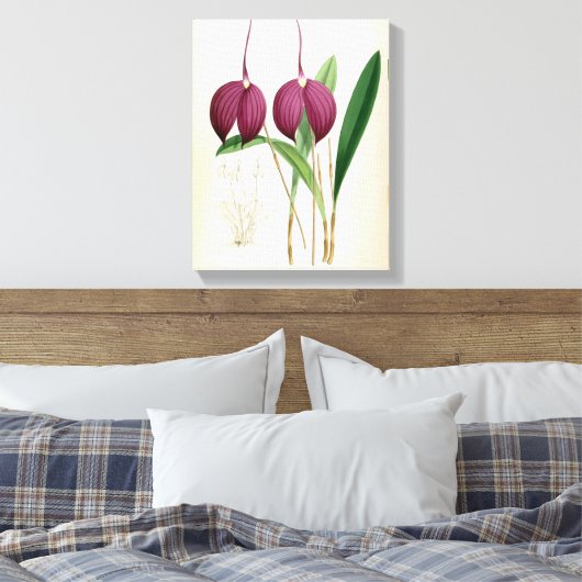 Deep Paars Orchid  Masdevallia Harryana Canvas Afdruk (Insitu (Slaapkamer))