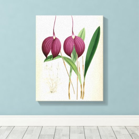 Deep Paars Orchid Masdevallia Harryana Canvas Afdruk (Insitu (Houten vloer))