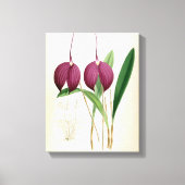 Deep Paars Orchid Masdevallia Harryana Canvas Afdruk (Voorkant)