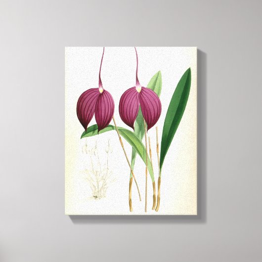Deep Paars Orchid  Masdevallia Harryana Canvas Afdruk (Voorkant)