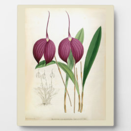 Deep Paars Orchid  Masdevallia Harryana Fotoplaat