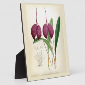 Deep Paars Orchid  Masdevallia Harryana Fotoplaat (Zijkant)