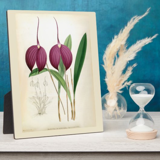 Deep Paars Orchid  Masdevallia Harryana Fotoplaat (Zijkant)