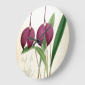 Deep Paars Orchid  Masdevallia Harryana Grote Klok (Hoek)