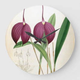 Deep Paars Orchid  Masdevallia Harryana Grote Klok