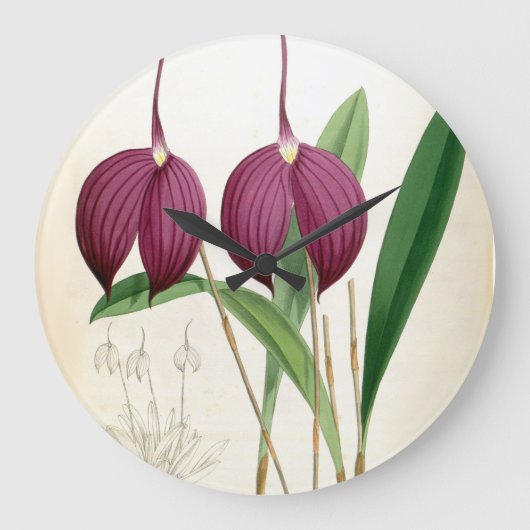 Deep Paars Orchid  Masdevallia Harryana Grote Klok (Voorkant)