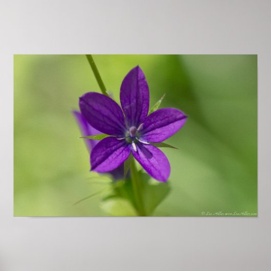 "Deep Paars" Venus Kijkglas Poster (Voorkant)