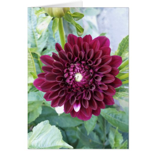 Deep Paarse Dahlia Bloem Blank Kaart (Voorkant)