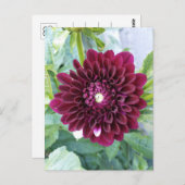 Deep Paarse Dahlia Flower Briefkaart (Voorkant / Achterkant)