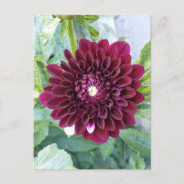 Deep Paarse Dahlia Flower Briefkaart