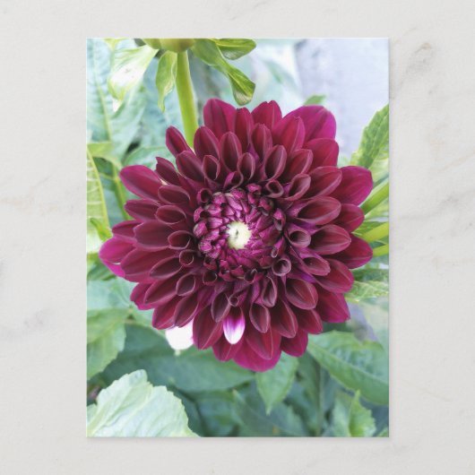 Deep Paarse Dahlia Flower Briefkaart (Voorkant)