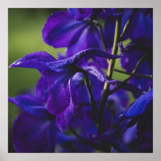 Deep Paarse Delphinium Close Up Poster (Voorkant)