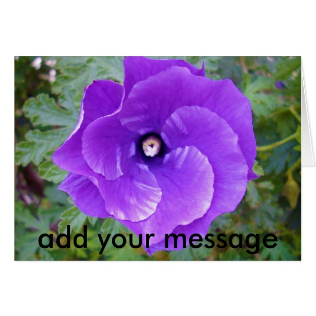 Deep Paarse Hibiscus Flower, (Voorkant Horizontaal)