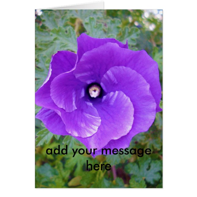 Deep Paarse Hibiscus Flower, (Voorkant)