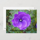 Deep Paarse Hibiscus Flower, Briefkaart (Voorkant / Achterkant)