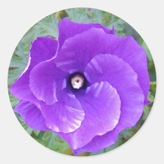 Deep Paarse Hibiscus Flower, Ronde Sticker (Voorkant)