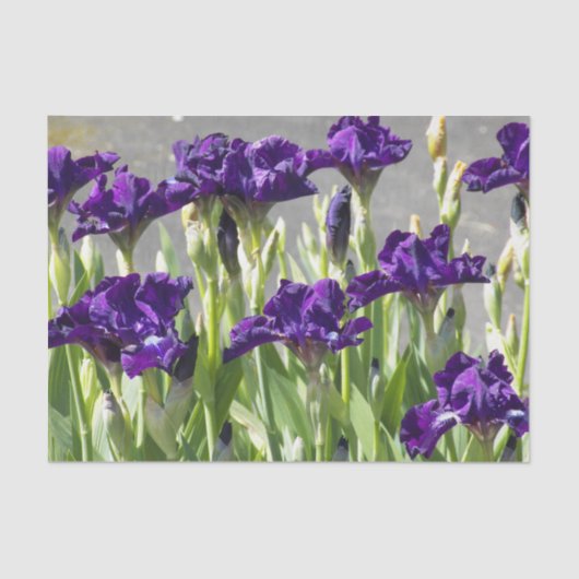 Deep Paarse Irisa Floral Tissuepapier (Voorkant)