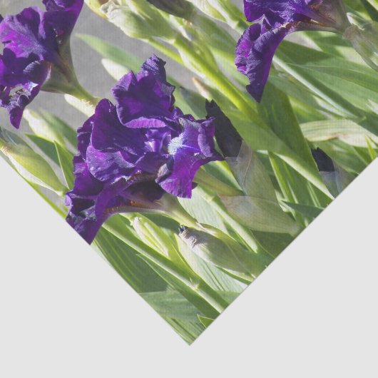 Deep Paarse Irisa Floral Tissuepapier (Detail)