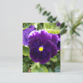 Deep Paarse Pansy, Briefkaart (Staand voorkant)