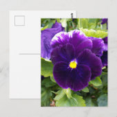 Deep Paarse Pansy, Briefkaart (Voorkant / Achterkant)