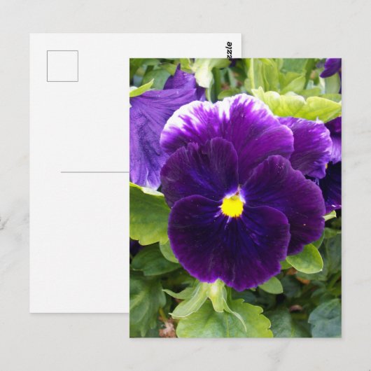 Deep Paarse Pansy, Briefkaart (Voorkant / Achterkant)