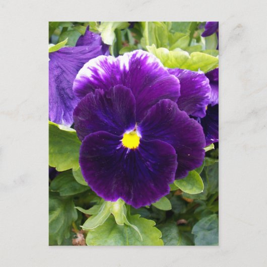 Deep Paarse Pansy, Briefkaart (Voorkant)