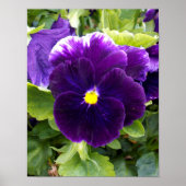 Deep Paarse Pansy, Poster (Voorkant)
