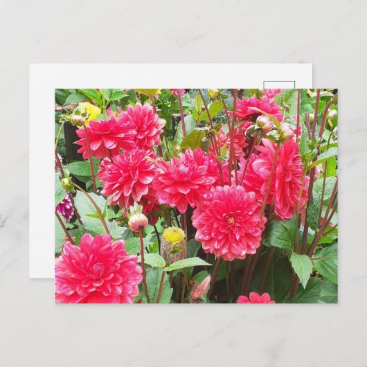 Deep Pink Dahlias Briefkaart (Voorkant / Achterkant)