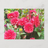 Deep Pink Dahlias Briefkaart (Voorkant)