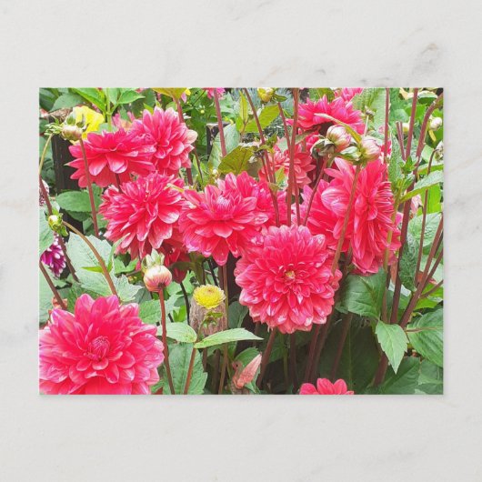 Deep Pink Dahlias Briefkaart (Voorkant)